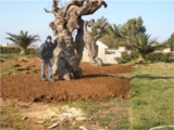 Servizi Agricoli e di Giardinaggio 